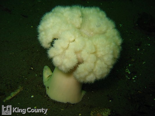 Photo of Metridium farcimen